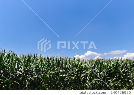 Corn field and blue sky Corn field and blue sky 140426950