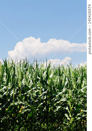 Corn field and blue sky Corn field and blue sky 140426974