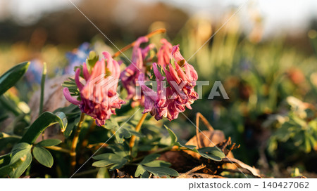 Pink Corydalis Flowers Blooming in Spring Pink Corydalis Flowers Blooming in Spring 140427062