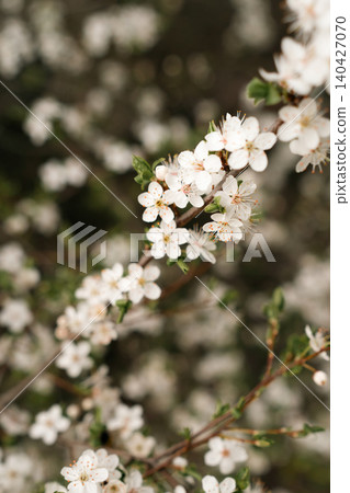 Vertical Close-Up of White Spring Blossoms Vertical Close-Up of White Spring Blossoms 140427070