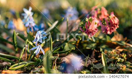 Colorful Spring Wildflowers Blooming in Grass Colorful Spring Wildflowers Blooming in Grass 140427074