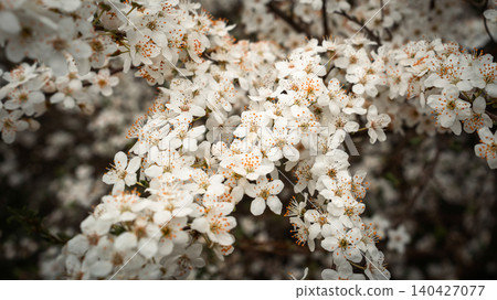 White Spring Blossoms Covering Tree Branches White Spring Blossoms Covering Tree Branches 140427077