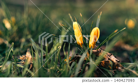 Yellow Crocus Buds Emerging in Spring Grass Yellow Crocus Buds Emerging in Spring Grass 140427093