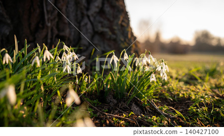 Snowdrops Blooming Near Tree Trunk in Spring Snowdrops Blooming Near Tree Trunk in Spring 140427100
