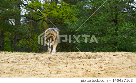 Hunting. A powerful husky laika follows a trail in the forest Hunting. A powerful husky laika follows a trail in the forest 140427168