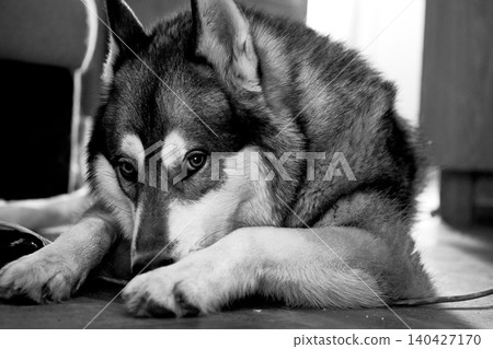 Calmness.Wise loyal Siberian Laika Husky dog Calmness.Wise loyal Siberian Laika Husky dog 140427170