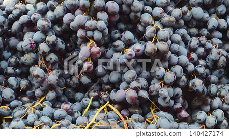 Ripe, sweet, juicy bunches of black grapes, delicious dessert 140427174