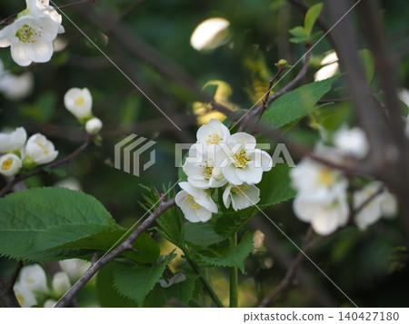 White kuromachi flower White kuromachi flower 140427180