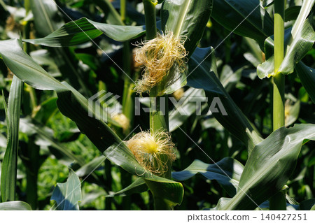 Male flowers of corn Male flowers of corn 140427251