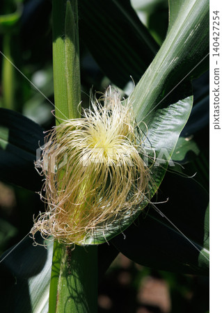 Male flowers of corn Male flowers of corn 140427254
