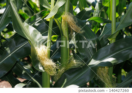 Male flowers of corn Male flowers of corn 140427260