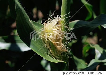 Male flowers of maize 140427266