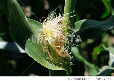 Male flowers of maize Male flowers of maize 140427267