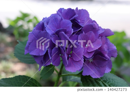紫色繡球花 紫色繡球花 140427273