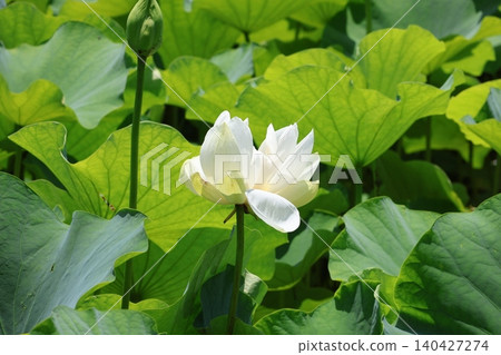 蓮花盛開的開始 蓮花盛開的開始 140427274