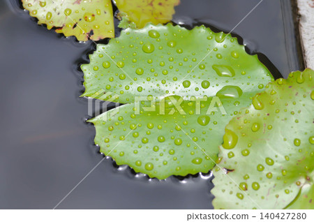 rain droplet on lotus leaf or rain drop or Nelumbo, Nelumbo nucifera Gaertn rain droplet on lotus leaf or rain drop or Nelumbo, Nelumbo nucifera Gaertn 140427280