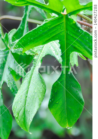 Philodendron pedatum Glad Hands or ARACEAE , Philodendron plant and rain droplet Philodendron pedatum Glad Hands or ARACEAE , Philodendron plant and rain droplet 140427288