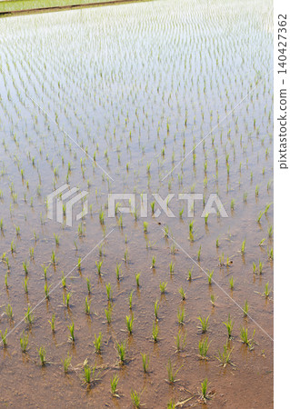 Rice paddy after rice planting 140427362