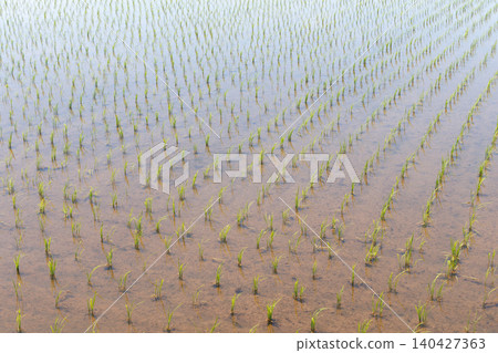 Rice paddy after rice planting Rice paddy after rice planting 140427363