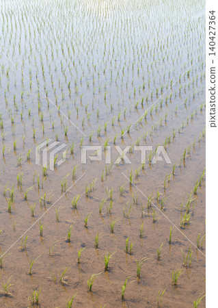 Rice paddy after rice planting 140427364