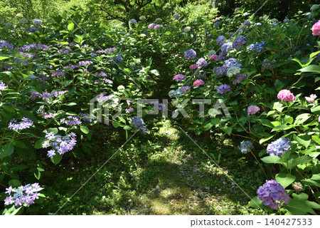 京都市東山區智尺院正殿後方的五彩繡球花 140427533