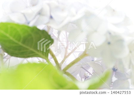  hydrangea 140427553