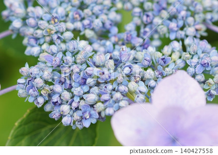 hydrangea hydrangea 140427558