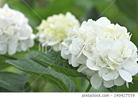 hydrangea hydrangea 140427559