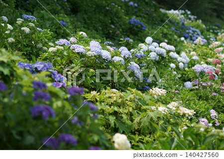 hydrangea hydrangea 140427560