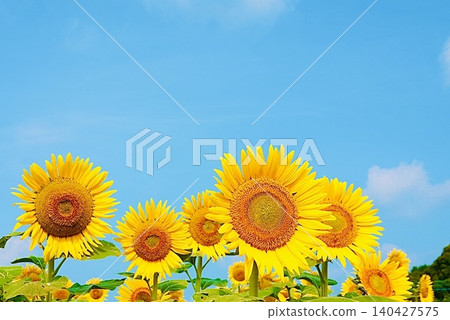 A bright blue sky and sunflowers A bright blue sky and sunflowers 140427575