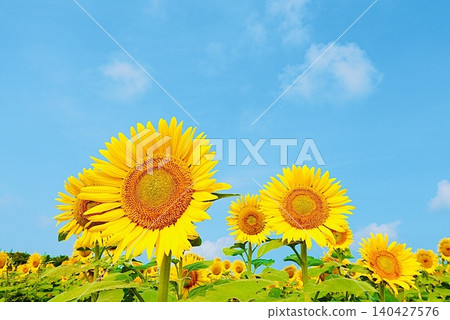 Sunflowers standing out against the bright blue sky Sunflowers standing out against the bright blue sky 140427576