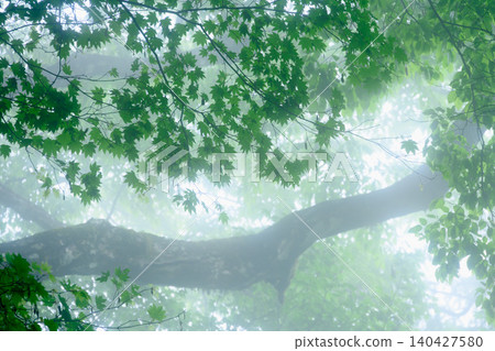 雨季薄霧籠罩下的樹木(森林療法)-東京奧多摩縣水頭山 雨季薄霧籠罩下的樹木(森林療法)-東京奧多摩縣水頭山 140427580