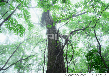 雨季薄霧籠罩下的樹木(森林療法)-東京奧多摩縣水頭山 雨季薄霧籠罩下的樹木(森林療法)-東京奧多摩縣水頭山 140427584
