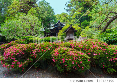 Satsuki flowers bloom at Okazaki Shrine Satsuki flowers bloom at Okazaki Shrine 140427590