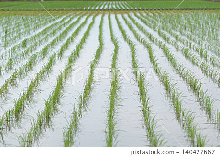 Rice paddy (mid-June / Satte City, Saitama Prefecture) Rice paddy (mid-June / Satte City, Saitama Prefecture) 140427667