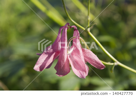 Pink Columbine Aquilegia Flower Blooming Pink Columbine Aquilegia Flower Blooming 140427770