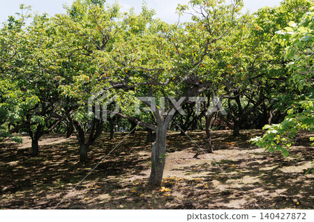 Plum tree Plum tree 140427872