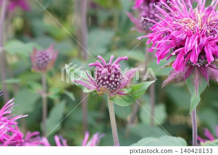 Timer Tsubana (Chinese flower) Timer Tsubana (Chinese flower) 140428133
