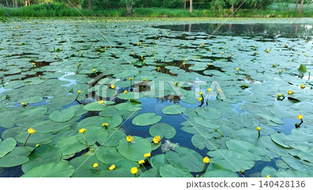 Beautiful Nuphar lutea, the yellow water lily pond wetland spatterdock, is an aquatic flowering plant habitat shelter for fish amphibians insects snails, rhiromatous perennial herb stout floating Beautiful Nuphar lutea, the yellow water lily pond wetland spatterdock, is an aquatic flowering plant habitat shelter for fish amphibians insects snails, rhiromatous perennial herb stout floating 140428136