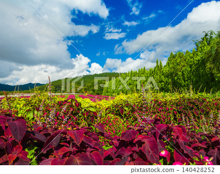 Colorful coleus and impatiens flowerbeds spread across Yamanakako Flower Park and Seiryu no Sato (Yamanashi Prefecture, Yamanakako Village) Colorful coleus and impatiens flowerbeds spread across Yamanakako Flower Park and Seiryu no Sato (Yamanashi Prefecture, Yamanakako Village) 140428252