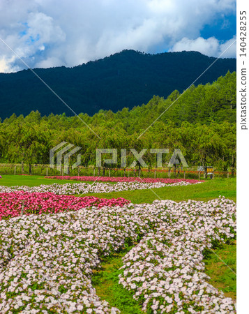 山梨縣山中湖花卉公園清溪村地區的淺粉紅色和粉紅色鳳仙花花壇 140428255