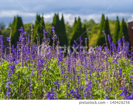 A landscape of blue salvia flowers with conifers in the background (Yamanashi Prefecture, Yamanakako Village, Hananomiyako Park) 140428256
