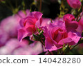 A red rose 140428280