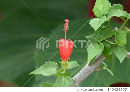The dwarf hibiscus, native to tropical America, is beautiful with its twisted, closed petals and the straw-like stamens and pistils that extend from them. The dwarf hibiscus, native to tropical America, is beautiful with its twisted, closed petals and the straw-like stamens and pistils that extend from them. 140428297