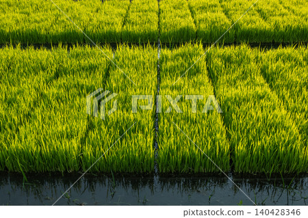 Rice seedlings waiting to be planted. Rice seedlings waiting to be planted. 140428346