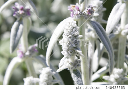 Lambs Ear Perennial Plant Spikes Lambs Ear Perennial Plant Spikes 140428363