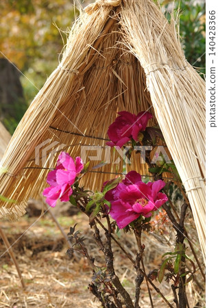 冬牡丹和稻草柵欄 冬牡丹和稻草柵欄 140428366