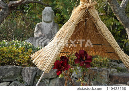 Winter peonies and straw fence Winter peonies and straw fence 140428368