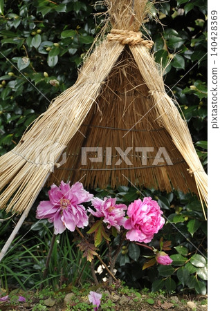 冬牡丹和稻草柵欄 冬牡丹和稻草柵欄 140428369
