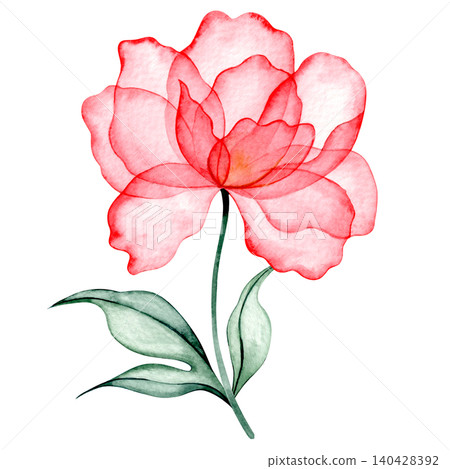 Watercolor peony. Pink transparent flower x-ray. Watercolor peony. Pink transparent flower x-ray. 140428392